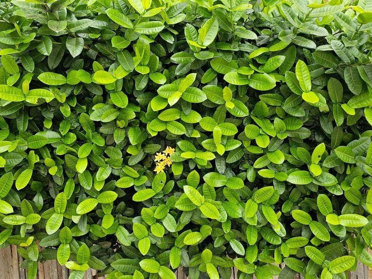 Dichtes grünes Blätterdickicht mit leuchtend gelber Blüte in der Mitte vor einem Zaun aus vertikalen Holzlatten.