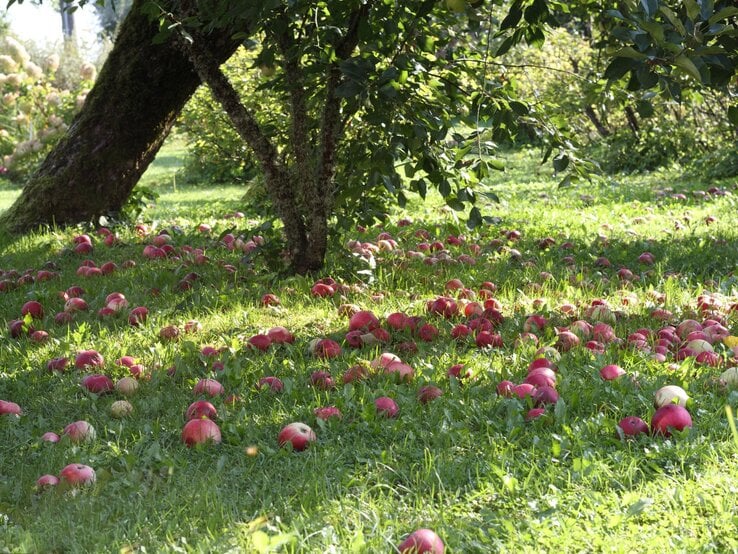 Reife rote Äpfel liegen verstreut auf grünem Gras unter moosbedeckten Bäumen in einem sonnendurchfluteten Obstgarten.
