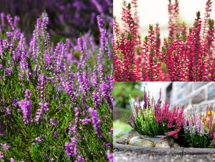Heidekraut: Blühende Erika in kräftigem Pink, zartem Lila und Weiß wächst dicht gedrängt in Beeten und Töpfen vor einer Steinmauer.