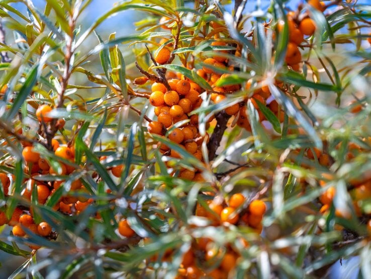 Dichte Zweige eines Sanddornstrauchs mit leuchtend orangefarbenen Beeren und schmalen grünen Blättern im Sonnenlicht. | © Shutterstock/PHOTOGRAPHY IS ON