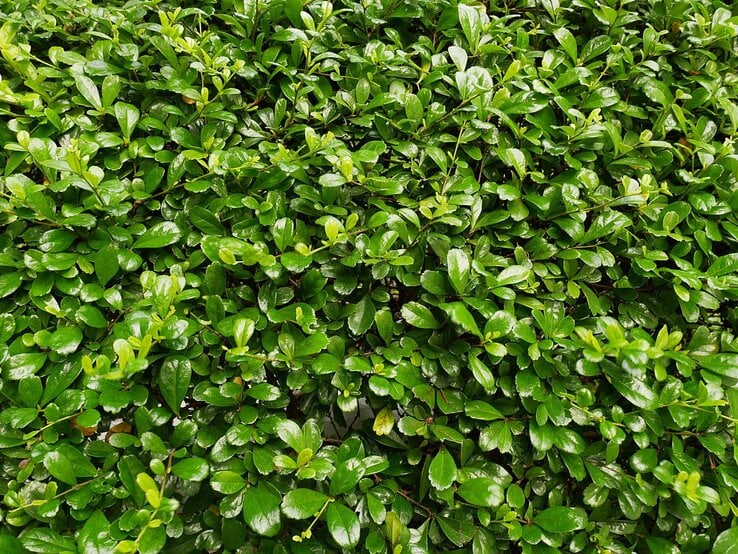 Dicht gewachsene Hecke mit glänzenden, sattgrünen Blättern in gleichmäßiger Struktur bei diffusem Tageslicht.