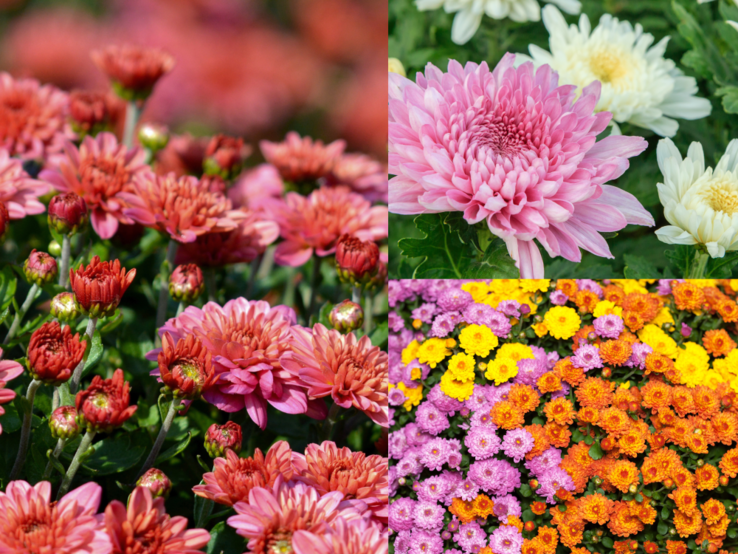 Buntes Mosaik aus Chrysanthemen in Rosa, Weiß, Rot, Orange und Gelb, deren volle Blüten ein leuchtendes herbstliches Blütenmeer bilden.