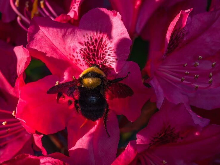 Eine dicke Hummel mit gelbem Kopfpelz sitzt auf einer leuchtend pinken Blüte im Sonnenlicht und sammelt Nektar.