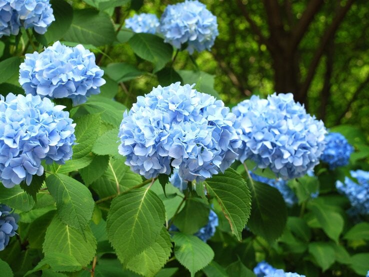 Zu sehen sind blaue Bauernhortensien