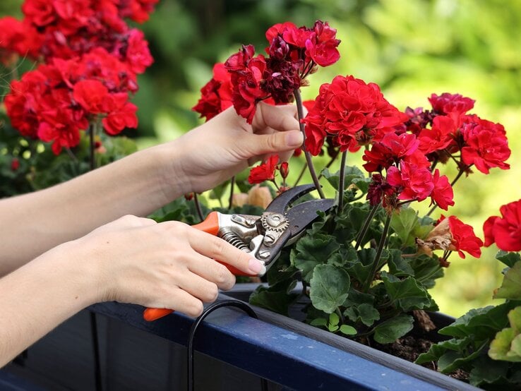 Rote Geranien in einem Balkonkasten werden zurückgeschnitten.