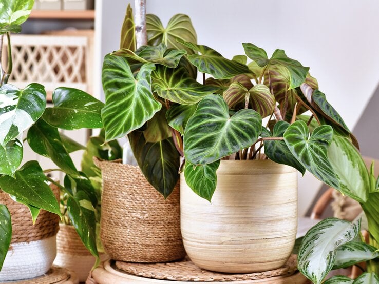 Herzförmige Blätter einer tropischen Pflanze in einem hellen Topf, umgeben von weiteren Pflanzen auf einem Holztablett.