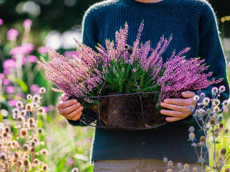 Eine Person in grünem Pullover hält einen Drahtkorb voller blühendem rosa Heidekraut vor einer sonnigen Blumenwiese. | © Shutterstock/iMarzi