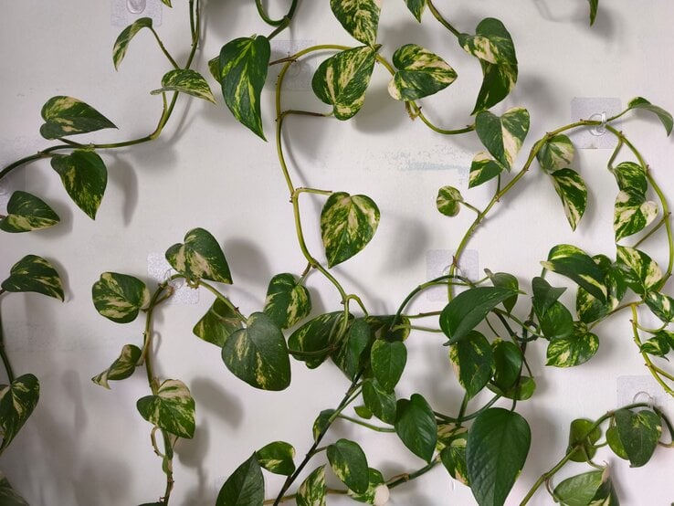 Rankende Efeutute mit grün-gelben Blättern vor einer weißen Wand, deren Triebe an kleinen Wandhaken befestigt sind. | © Shutterstock/Anna Golant