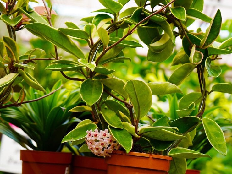 Hoya-Pflanze mit kräftigen, dicken Blättern und kleinen kugelförmigen Blüten, arrangiert in einem Terrakottatopf. | © Shutterstock/Natalia van D