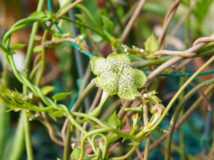Nahaufnahme einer exotischen Kletterpflanze mit auffälligen grün-gemusterten Blüten und dünnen, verschlungenen Trieben. | © Shutterstock/mizy