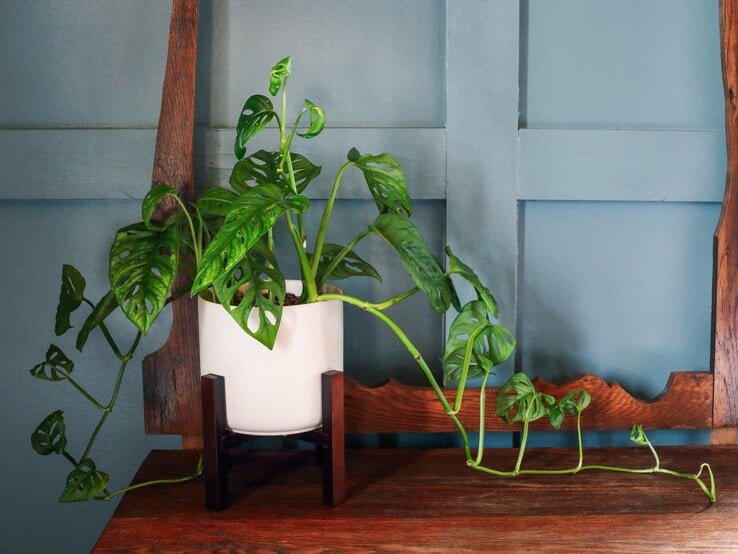 Elegante Monstera-Art mit langen Ranken und perforierten Blättern, stilvoll arrangiert vor einer pastellblauen Wand. | © Shutterstock/Stephanie Frey