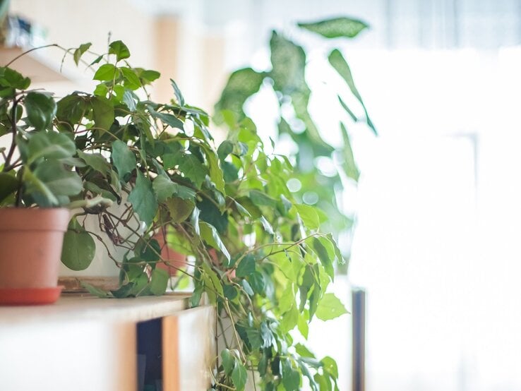 Zimmerpflanzen mit üppigem grünem Laub stehen in Terrakotta- und weißen Töpfen auf einem Holzmöbel vor hellem, natürlichem Licht. | © Shutterstock/Lipatova Maryna