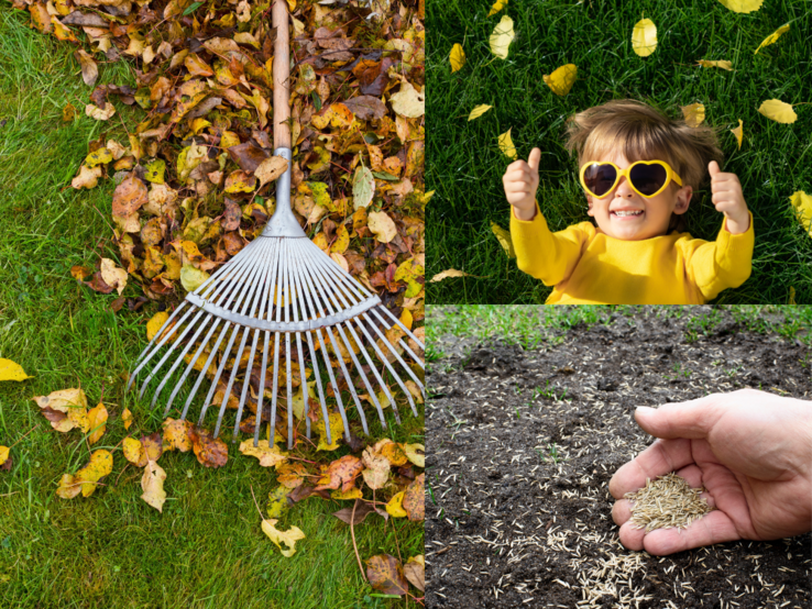 Ein Junge in Gelb lacht im Laub, daneben ein Rechen auf bunten Blättern und eine Hand, die Rasensamen auf dunkler Erde verteilt.