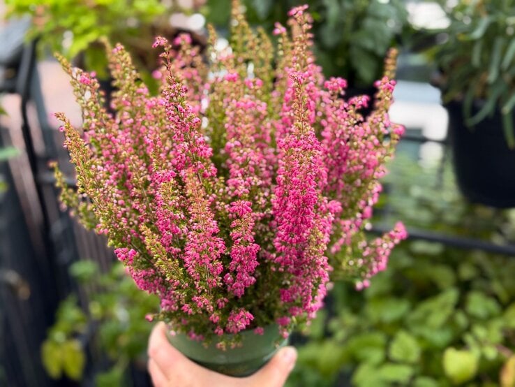 Hand hält einen grünen Blumentopf mit rosafarbenem Heidekraut vor einem unscharfen Hintergrund aus Blättern und Metallgeländer.