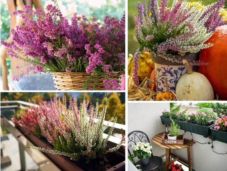 Nahaufnahme eines Korbs mit üppig blühendem rosa Heidekraut vor unscharfem, grünem Hintergrund in sanftem Sonnenlicht.