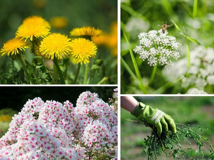 In einer grünen Gartenhandschuh-Hand gehaltenes Bündel gezupfter Unkräuter vor unscharfem Außenbereich.