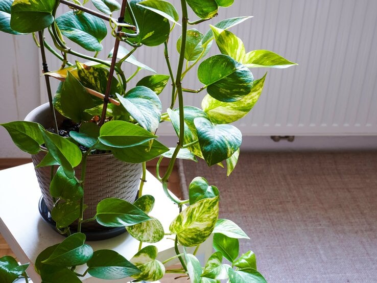 Rankender Philodendron mit glänzend grünen Blättern in einem geflochtenen Topf steht auf einem weißen Tisch vor Heizkörper. | © Shutterstock/iBennn
