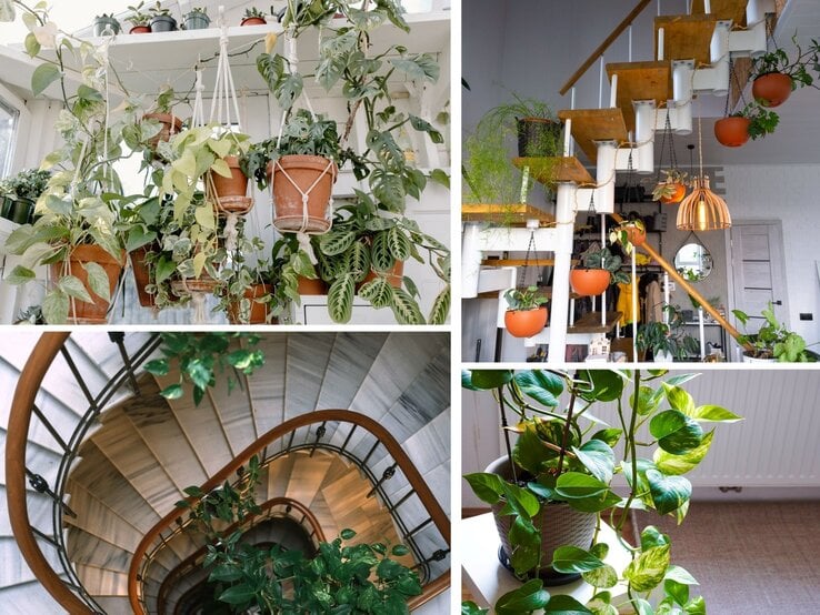 Eine mit Pflanzen dekorierte Treppe.