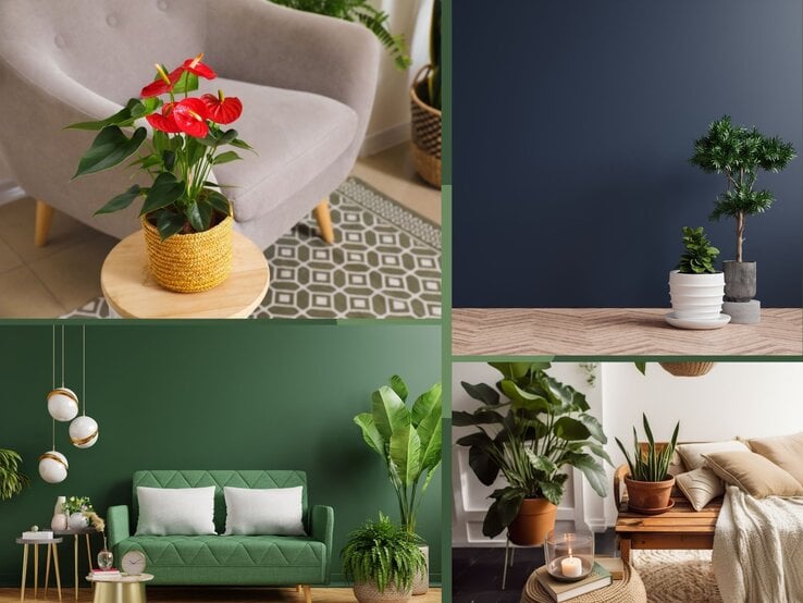 Eine rote Anthurie mit glänzenden Blüten und dunkelgrünen Blättern steht in einem geflochtenen Übertopf auf einem Holztisch vor einem grauen Sessel.