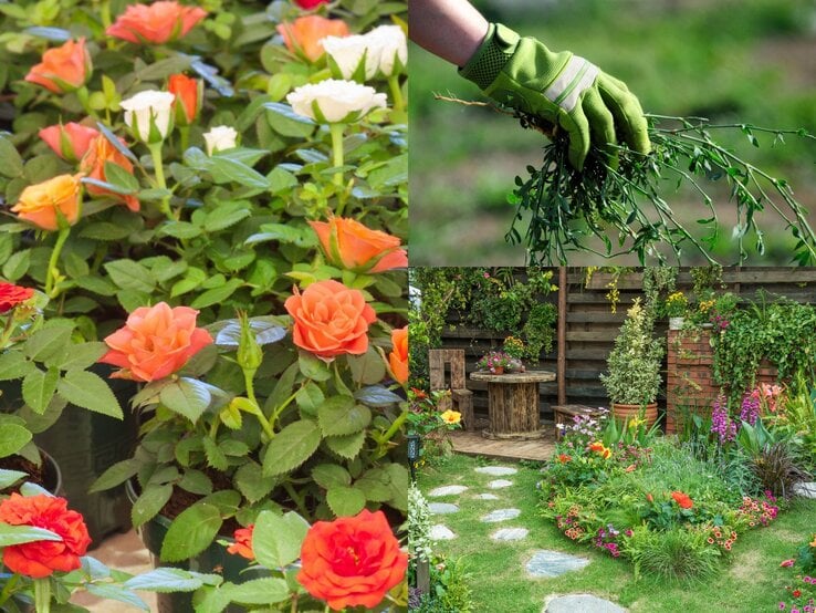 Eine Vielzahl blühender Rosen in leuchtendem Orange, Rot und Weiß stehen dicht an dicht in grünen Töpfen vor sattem Blattwerk.