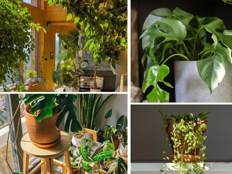 Lichtdurchflutetes Wohnzimmer mit großen, hölzernen Fensterrahmen, üppigen Grünpflanzen und einem schwarzen Kamin vor einer Steinwand. | © Canva/Collage:bildderfrau.de