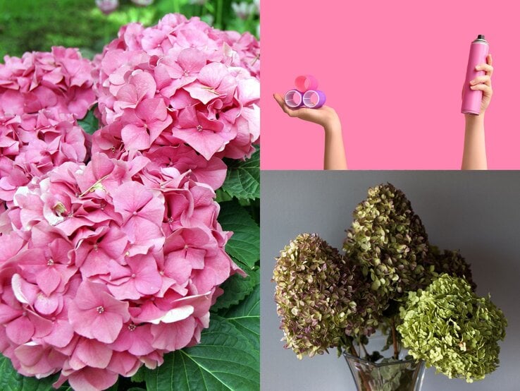 Üppige pinke Hortensienblüten mit sattem Grün im Hintergrund, die in einem sommerlichen Garten voller Frische erstrahlen.