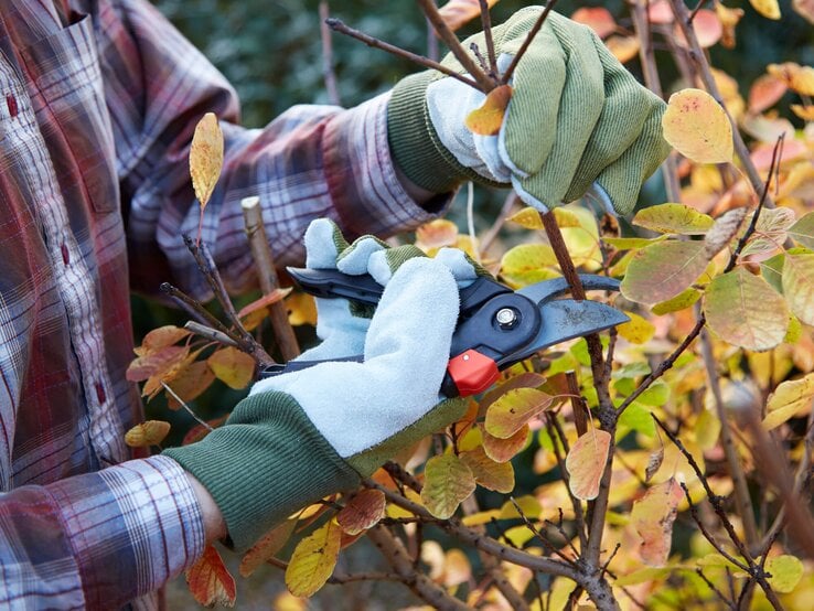 Frau stutzt Busch im herbstlichen Garten