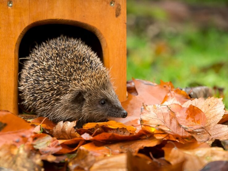 Ein kleiner brauner Igel kriecht aus einem Holzhäuschen, umgeben von orangebraunen Herbstblättern auf feuchtem Boden vor unscharfem grünen Hintergrund.