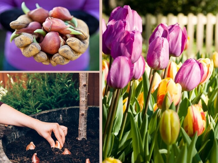 Bild-Collage: Erdeverschmierte Hände halten keimende Blumenzwiebeln, darunter Pflanzung in Erde sowie blühende Tulpen in kräftigen Farben.