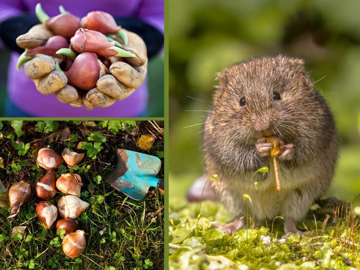 Drei Bilder: Hände in Gartenhandschuhen halten Blumenzwiebeln, Zwiebeln mit Schaufel auf Erde, Feldmaus knabbert Pflanzenteil vor grünem Hintergrund.