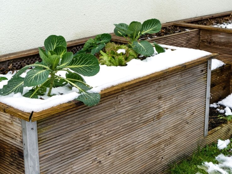 Schnee bedeckt die Holzränder eines Hochbeets mit Kohl- und Salatpflanzen, daneben grüne Wiese und Rückwand aus weißem Putz.