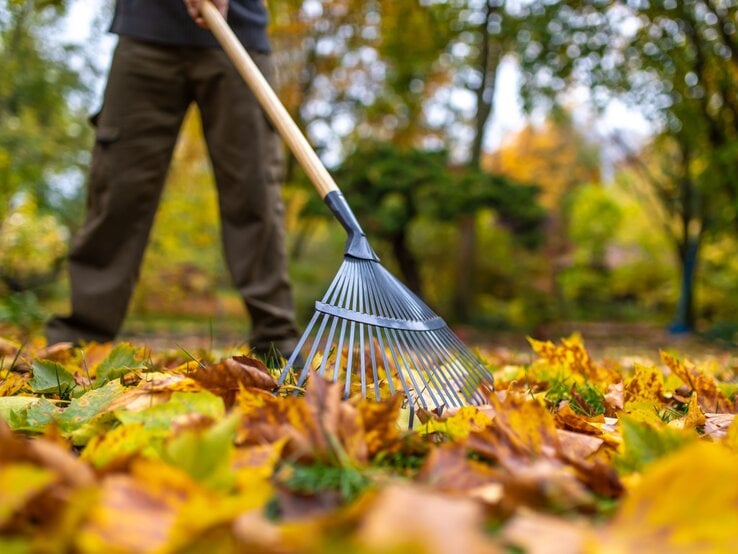 Eine Person in braunen Hosen harkt mit einem Rechen auf herbstlichem Rasen bunte Blätter unter Bäumen in einem sonnigen Garten.