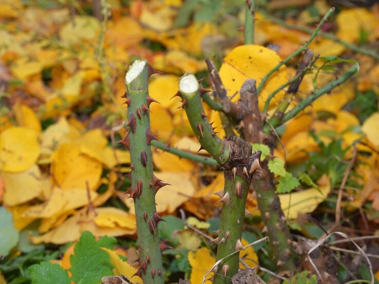 Rosenstock im Herbst im Garten