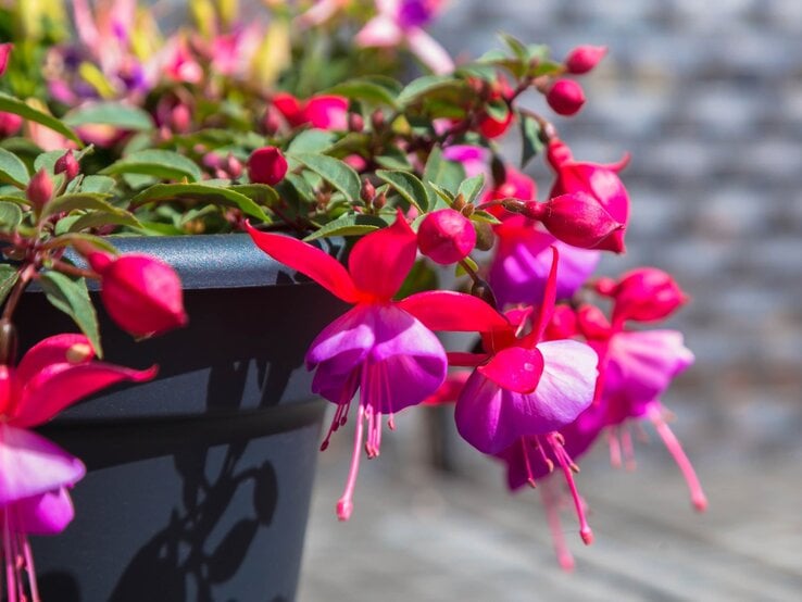 Hängende Fuchsienblüten in leuchtendem Pink und Lila schmücken einen dunkelblauen Topf vor unscharfem, sonnigem Hintergrund.