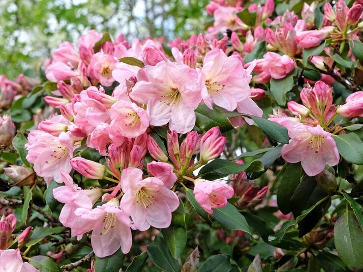 Üppig blühender Rhododendronstrauch mit zartrosa Blüten und Knospen, umrahmt von dunkelgrünen Blättern an einem sonnigen Frühlingstag.