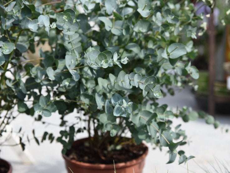 Eukalyptuspflanze mit rundlichen, blaugrünen Blättern in einem braunen Plastiktopf auf hellem, sonnigem Boden.
