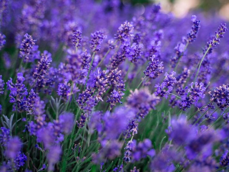Nahaufnahme violett blühender Lavendelsträucher, die sich inmitten grüner Stängel und Blätter in einem sommerlichen Garten ausbreiten.