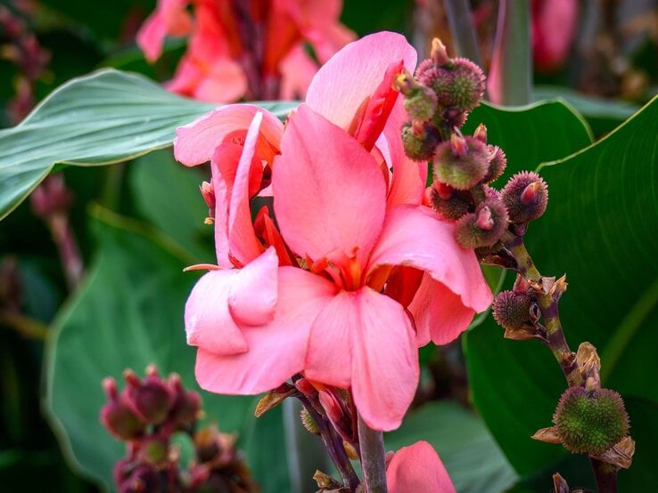 Große rosafarbene Blüten einer Canna-Pflanze mit grünen Blättern und knospigen Samenständen im tropischen Garten.