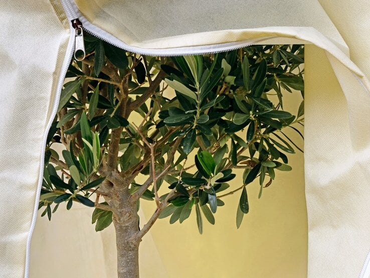 Ein Olivenbaum mit dichtem, grünem Laub steht geschützt unter einer cremefarbenen Pflanzenhülle mit halbgeöffneter Reißverschlussöffnung.