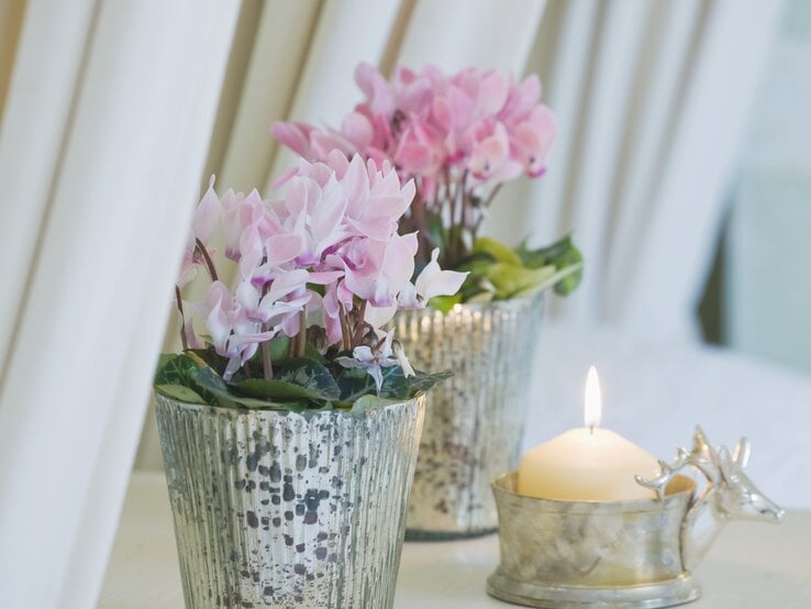 Alpenveilchen in stilvollen Gefäßen