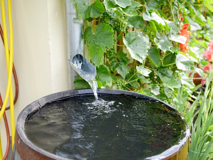 Ein Regenfallrohr leitet Wasser in eine schwarze Regentonne, umgeben von üppigen Weinreben, roten Blumen und einem gelben Gartenschlauch.