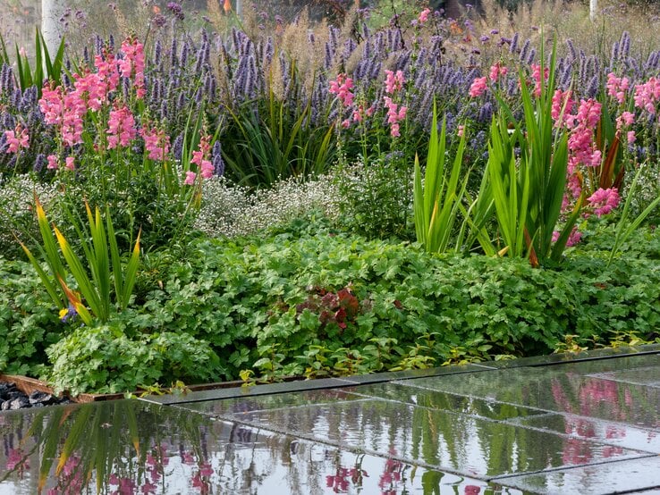 Blühender Garten mit pinken und violetten Blüten, grünen Blättern und feuchtem Steinweg, der die Blumen farbvoll widerspiegelt.