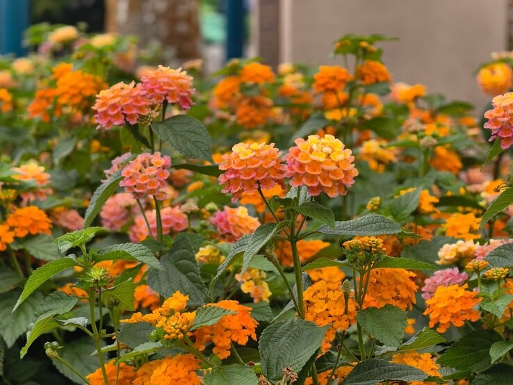 Lebendige Nahaufnahme leuchtender oranger und rosa Blütendolden der Wandelröschen, umgeben von grünen Blättern vor unscharfem Hintergrund.