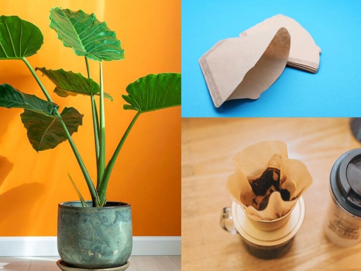 Dreiteilige Collage mit einer Zimmerpflanze, braunen Kaffeefiltern in Nahaufnahme und gebrühtem Kaffee in Filter und Tasse.