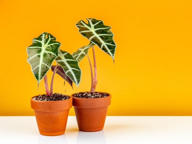 Zwei Terrakotta-Töpfe mit grünen Alokasie-Pflanzen und markanter Blattmusterung stehen vor einer leuchtend gelben Wand.