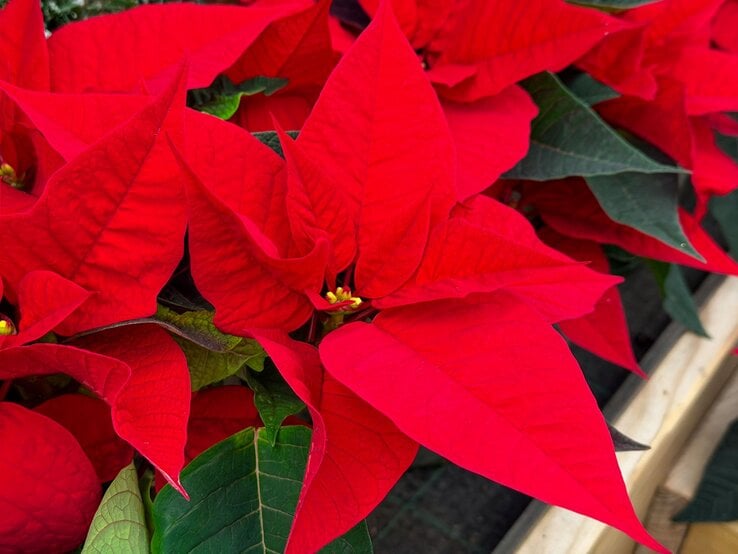 Nahaufnahme von kräftig roten Weihnachtssternblättern mit grünen Blättern darunter, detailreich auf Holzkasten im Hintergrund.