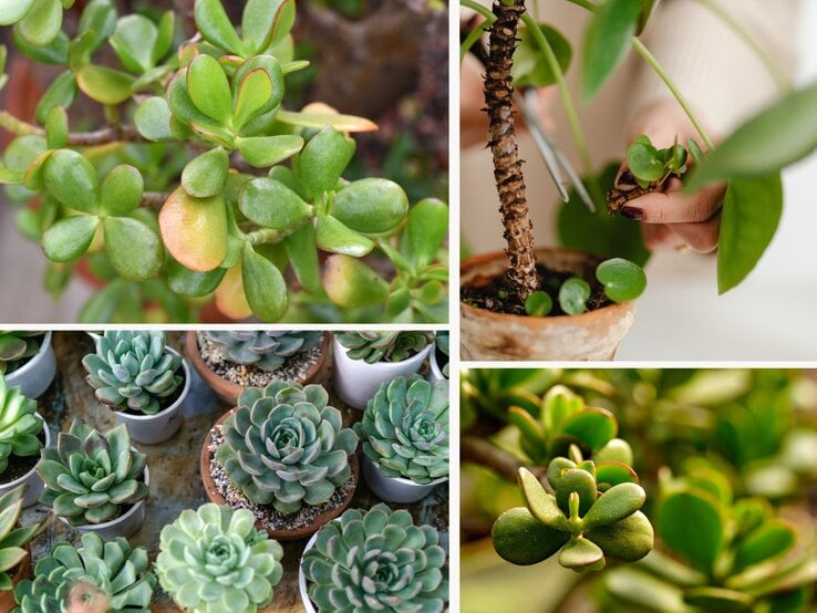 Verschiedene Sukkulenten, darunter grüne Echeverien und Jadepflanzen, stehen in kleinen Töpfen auf Holzuntergrund und wirken frisch und gepflegt.