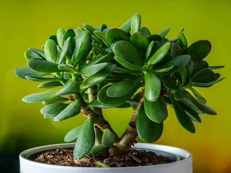 Nahaufnahme einer üppigen Sukkulente mit sattgrünen Blättern, leicht glitzernd, in Erde gepflanzt vor einem hellen, grünen Hintergrund. | © Shutterstock/K.Jagielski