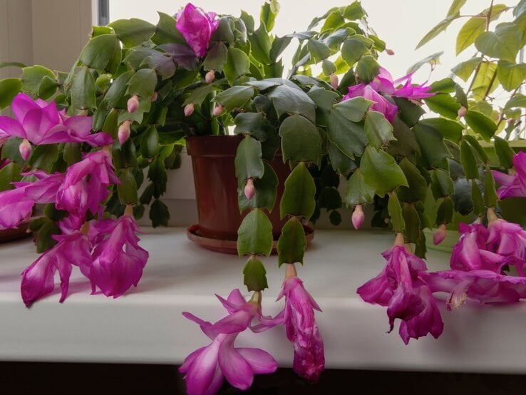 Eine üppig blühende Weihnachtskaktus-Pflanze mit leuchtend pinken Blüten und glänzend grünen Blättern in einem braunen Topf. | © Shutterstock/Dmitriy Os Ivanov