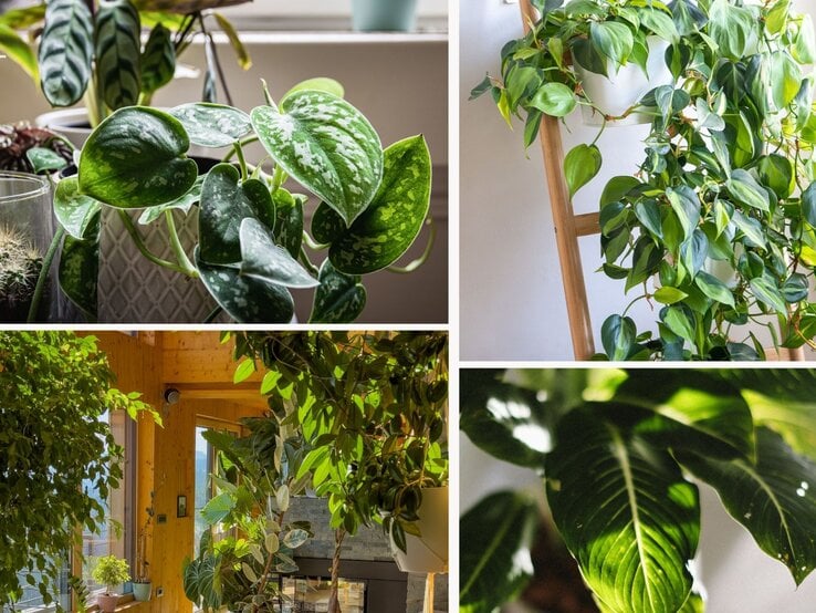 Vielfältige Zimmerpflanzen wie Scindapsus mit gemusterten Blättern und Philodendron in Töpfen strahlen vor neutralen Hintergrund.